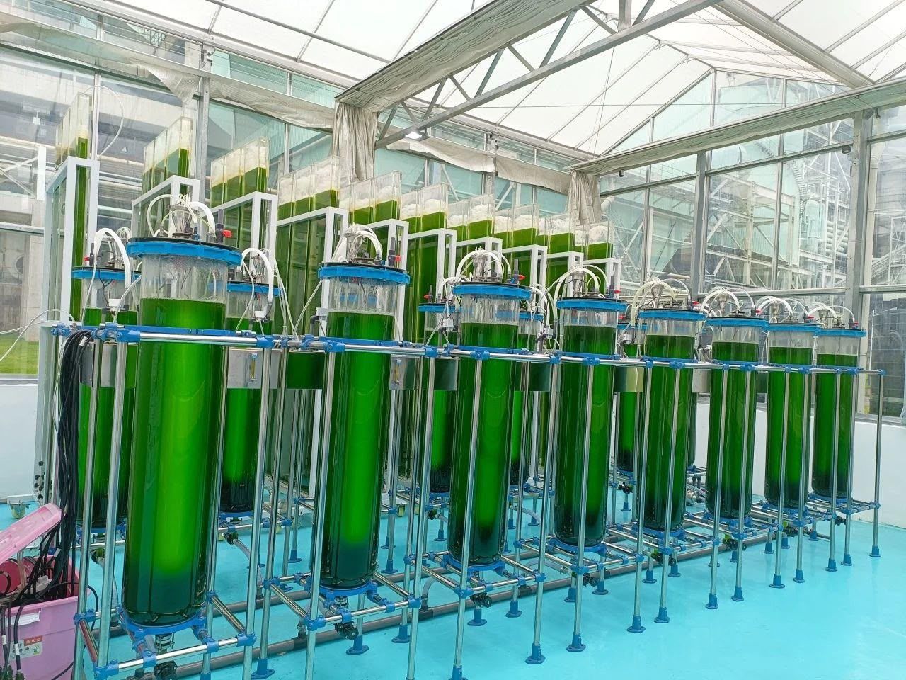 Rows of green column photobioreactors growing algae inside a Cyvora greenhouse.