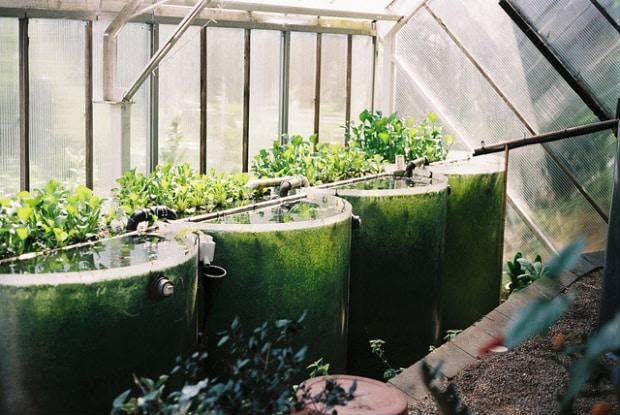 Round fish tanks with leafy plants growing above them inside a Cyvora greenhouse.